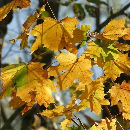 아파트 Haus Sonne *