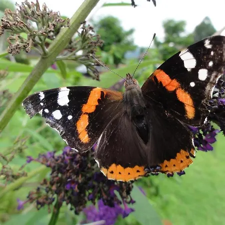 Haus Sonne 아파트