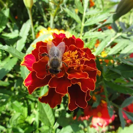 Haus Sonne 아파트