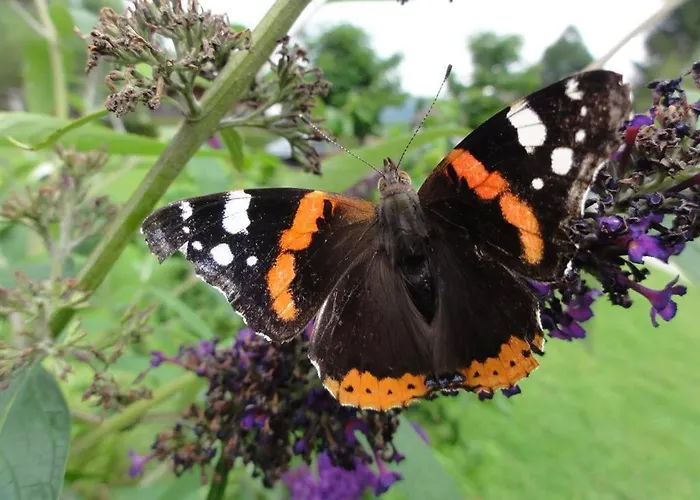 Haus Sonne Apartmán